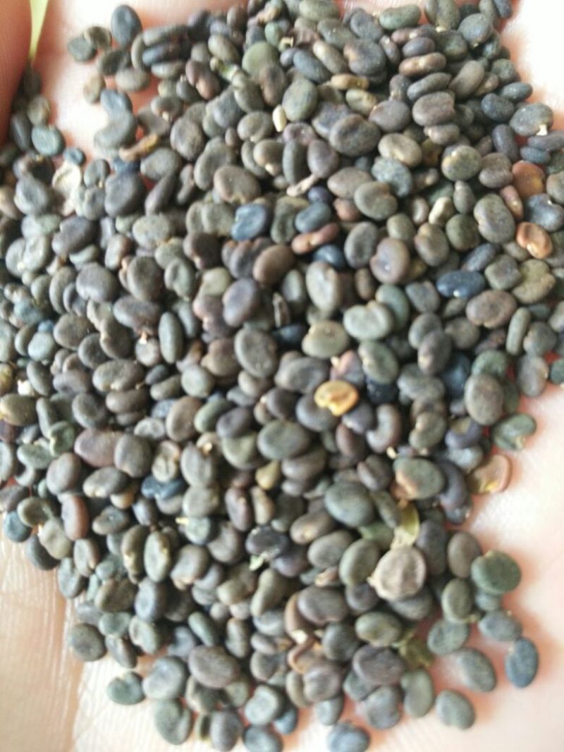 纯新棉黄芪种子发芽率90%以上
