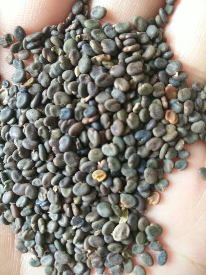 纯新棉黄芪种子发芽率90%以上