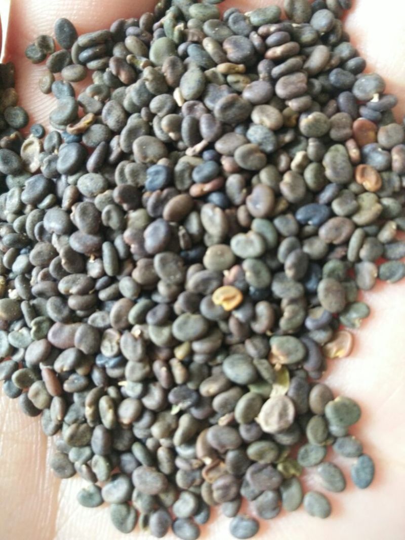 纯新棉黄芪种子发芽率90%以上