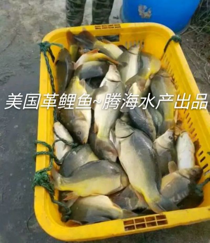 【银鳕鱼苗】裸体鲤鱼，笋壳苗，购买技术指导