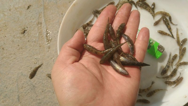 【银鳕鱼苗】裸体鲤鱼，笋壳苗，购买技术指导
