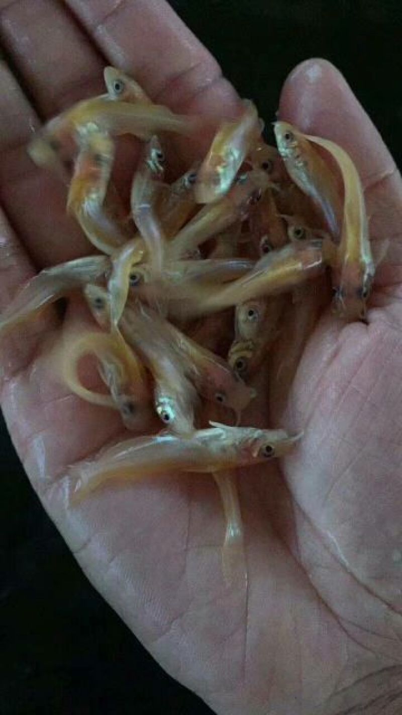 【银鳕鱼苗】裸体鲤鱼，笋壳苗，购买技术指导