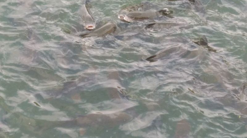 【银鳕鱼苗】裸体鲤鱼，笋壳苗，购买技术指导