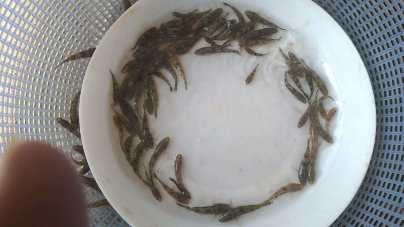 【银鳕鱼苗】裸体鲤鱼，笋壳苗，购买技术指导