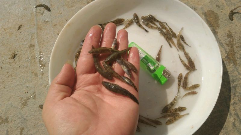 【银鳕鱼苗】裸体鲤鱼，笋壳苗，购买技术指导