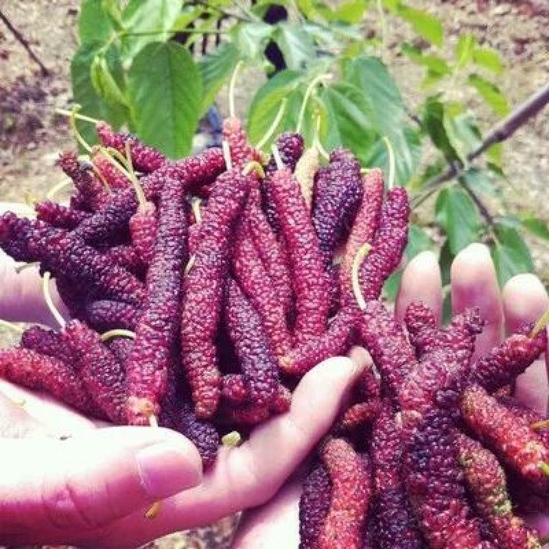 长果桑树苗10cm以下