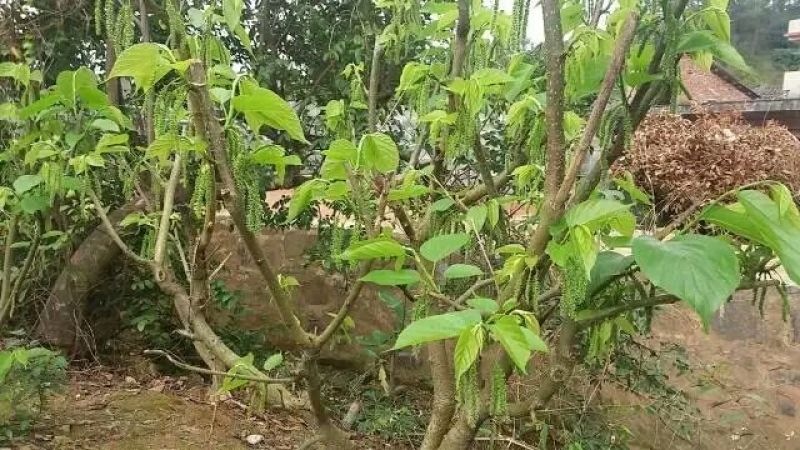 长果桑树苗10cm以下