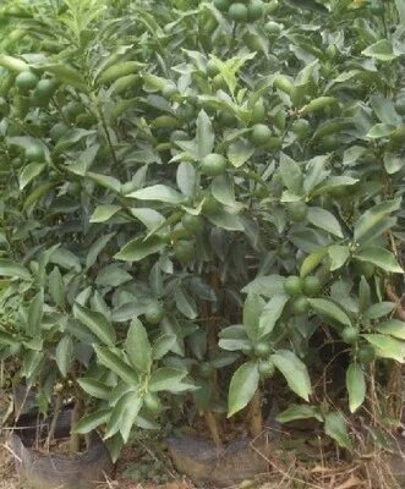 脆皮金桔苗30cm以下