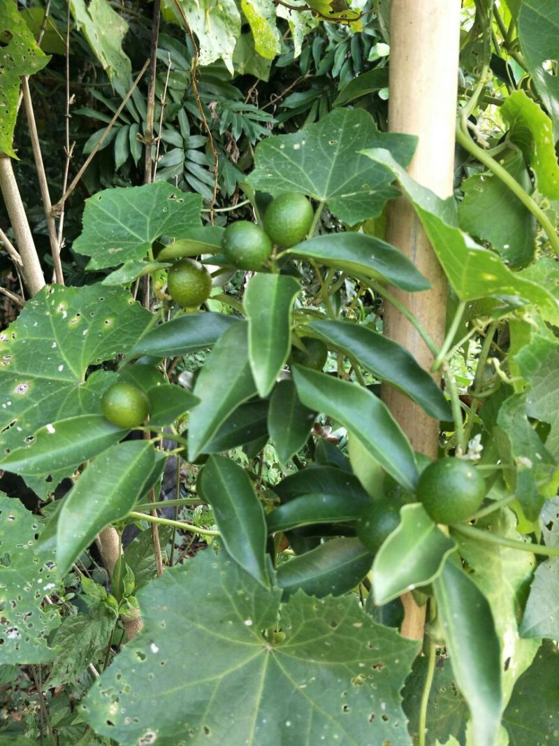 脆皮金桔苗30cm以下
