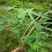 木瓜树苗10cm以下