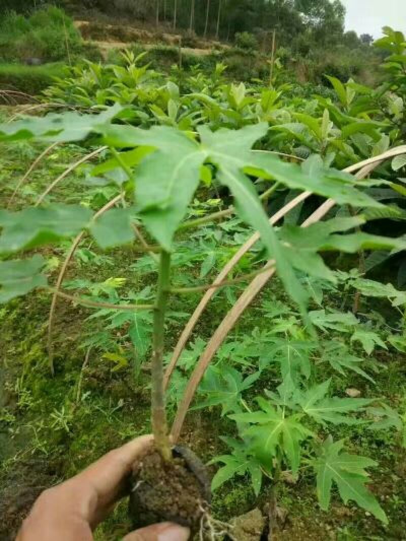 木瓜树苗10cm以下