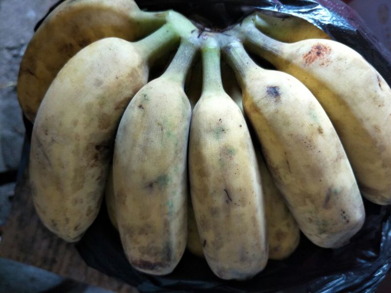 香蕉苗1~2年一级良种