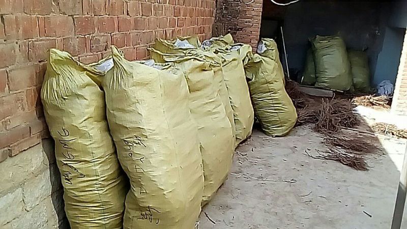 夏黑葡萄苗50~80cm1年基地直供保证纯度保证质量