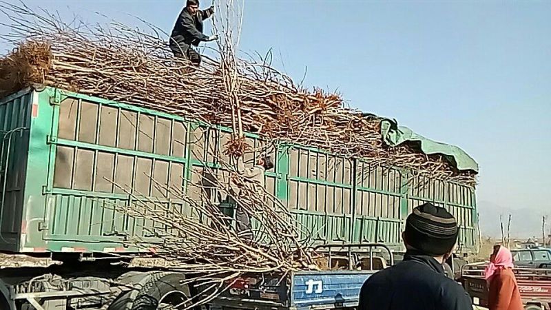 夏黑葡萄苗50~80cm1年基地直供保证纯度保证质量