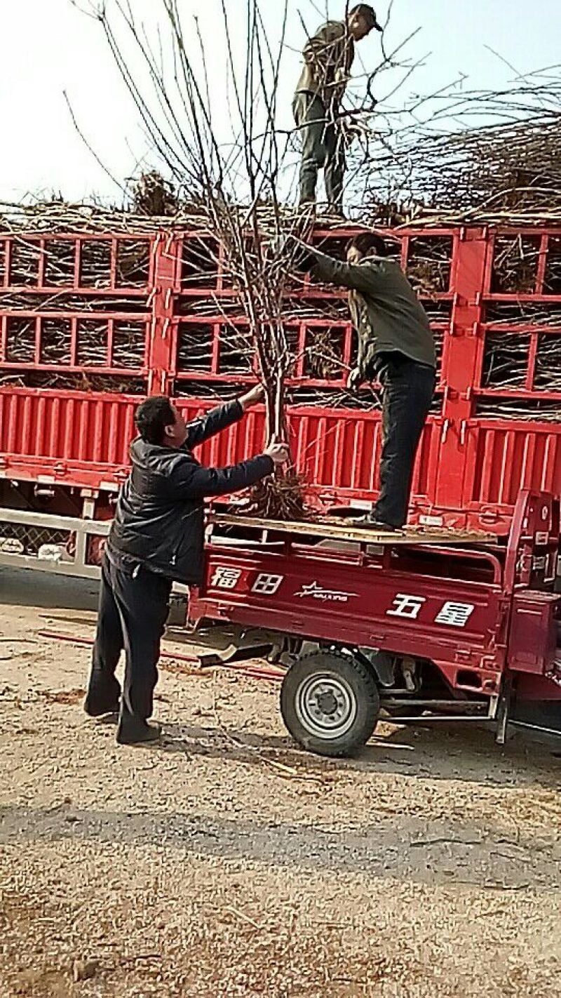 夏黑葡萄苗50~80cm1年基地直供保证纯度保证质量