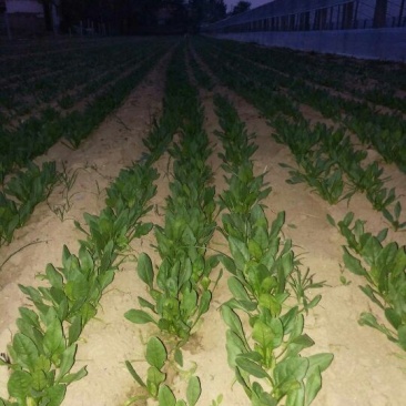 小叶菠菜10~15厘米