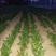 小叶菠菜10~15厘米