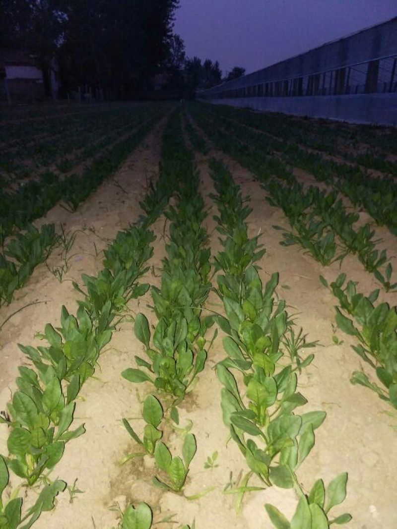 小叶菠菜10~15厘米