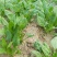 小叶菠菜10~15厘米