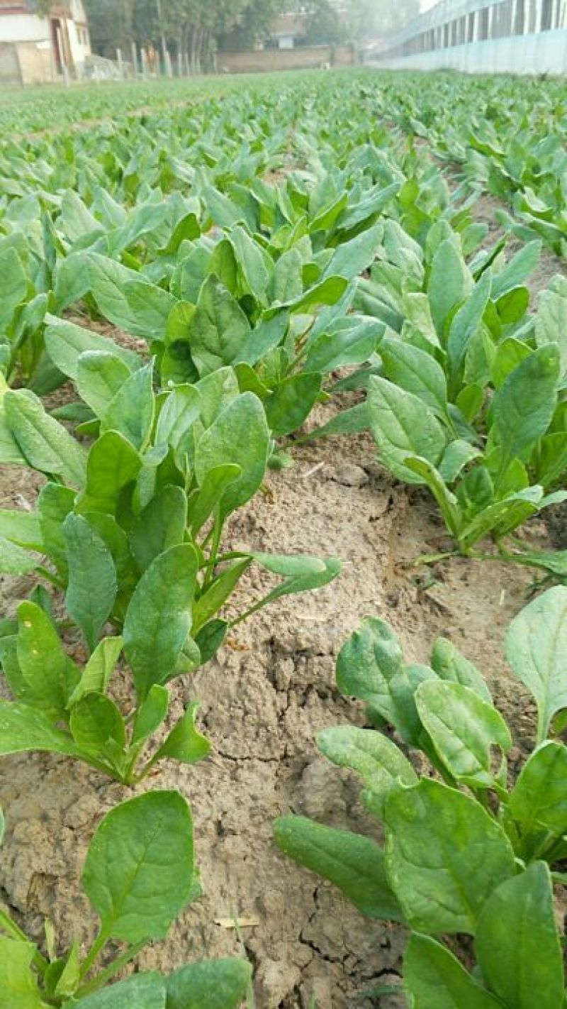 小叶菠菜10~15厘米