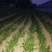 小叶菠菜10~15厘米