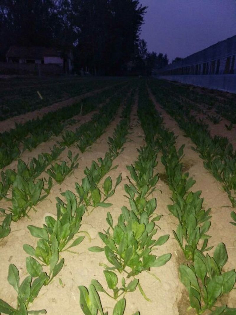 小叶菠菜10~15厘米