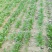小叶菠菜10~15厘米