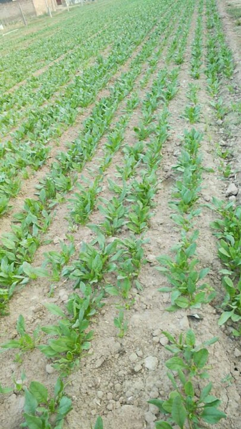 小叶菠菜10~15厘米