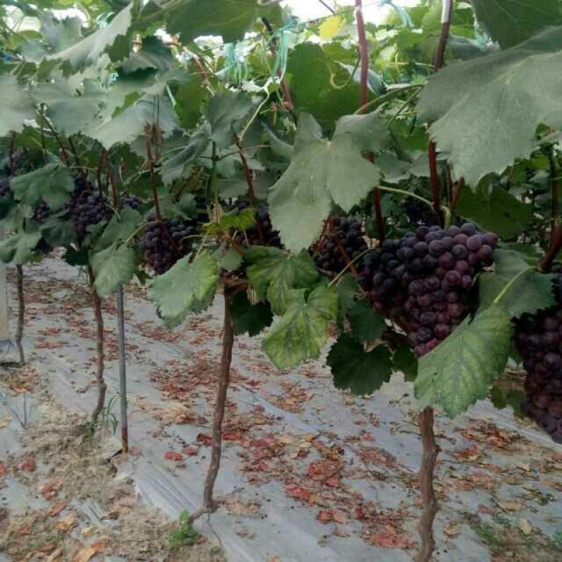 山东烟台龙口佳缘葡萄基地欢迎新老客户前来洽谈选购