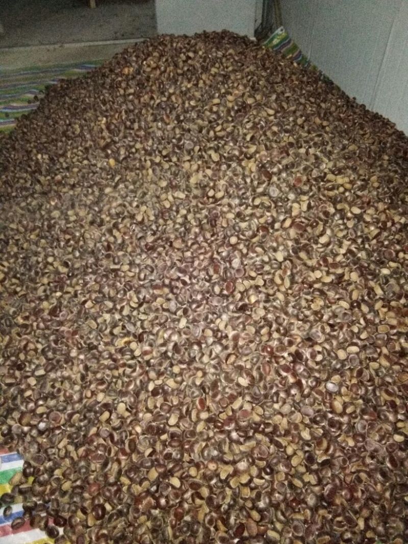 罗田板栗菜栗种中栗