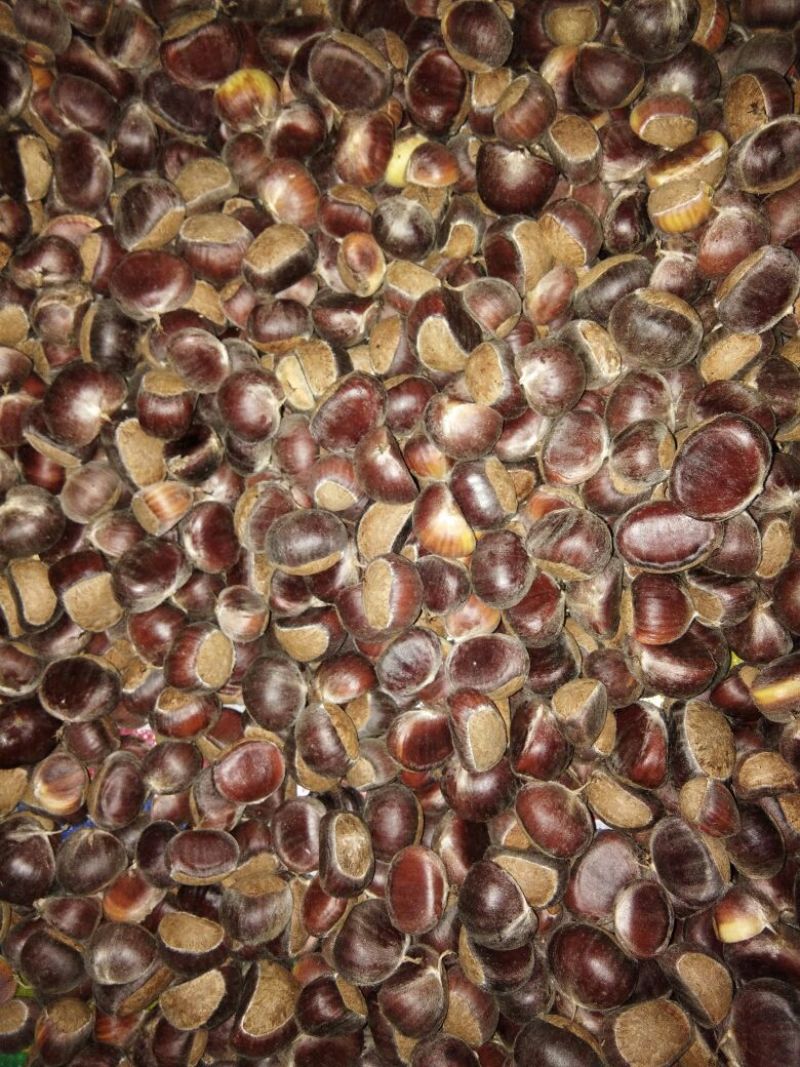 罗田板栗菜栗种中栗