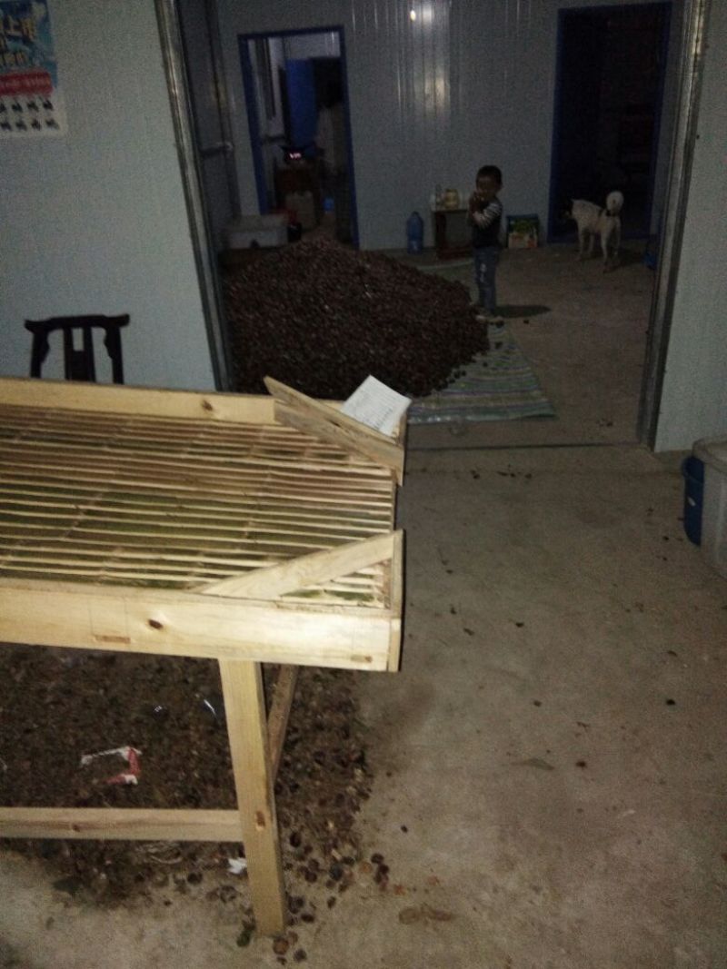 罗田板栗菜栗种中栗