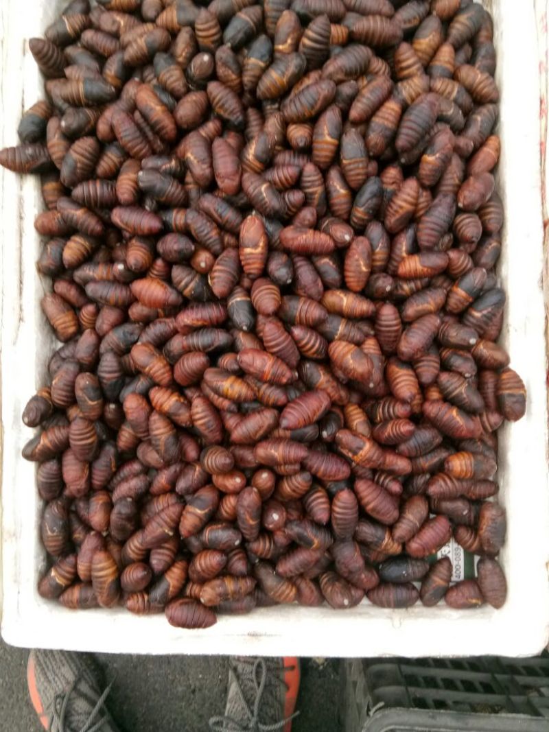 茧蛹