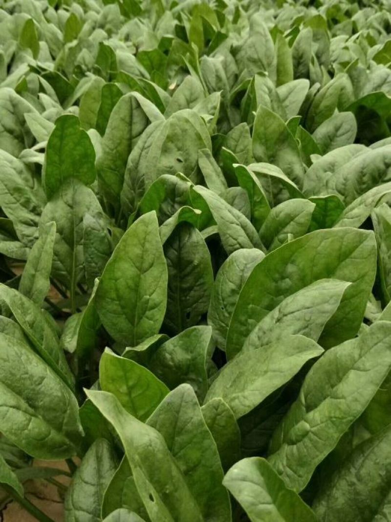 全能菠菜20~25厘米