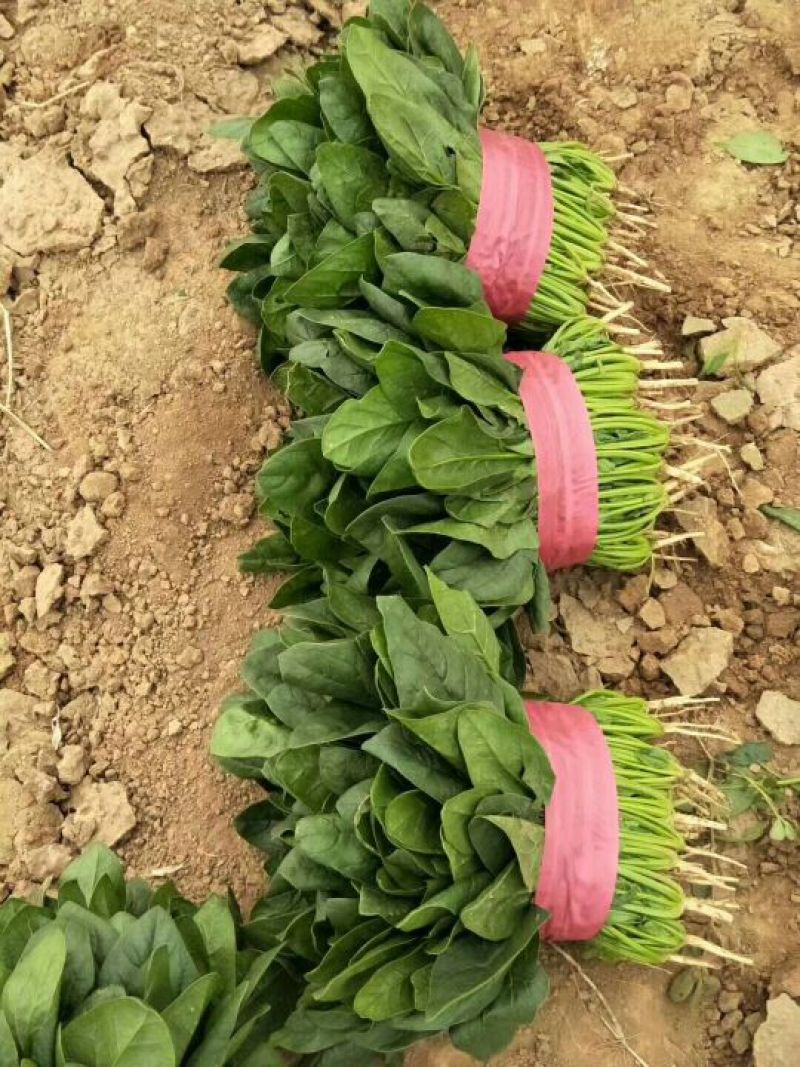 全能菠菜20~25厘米
