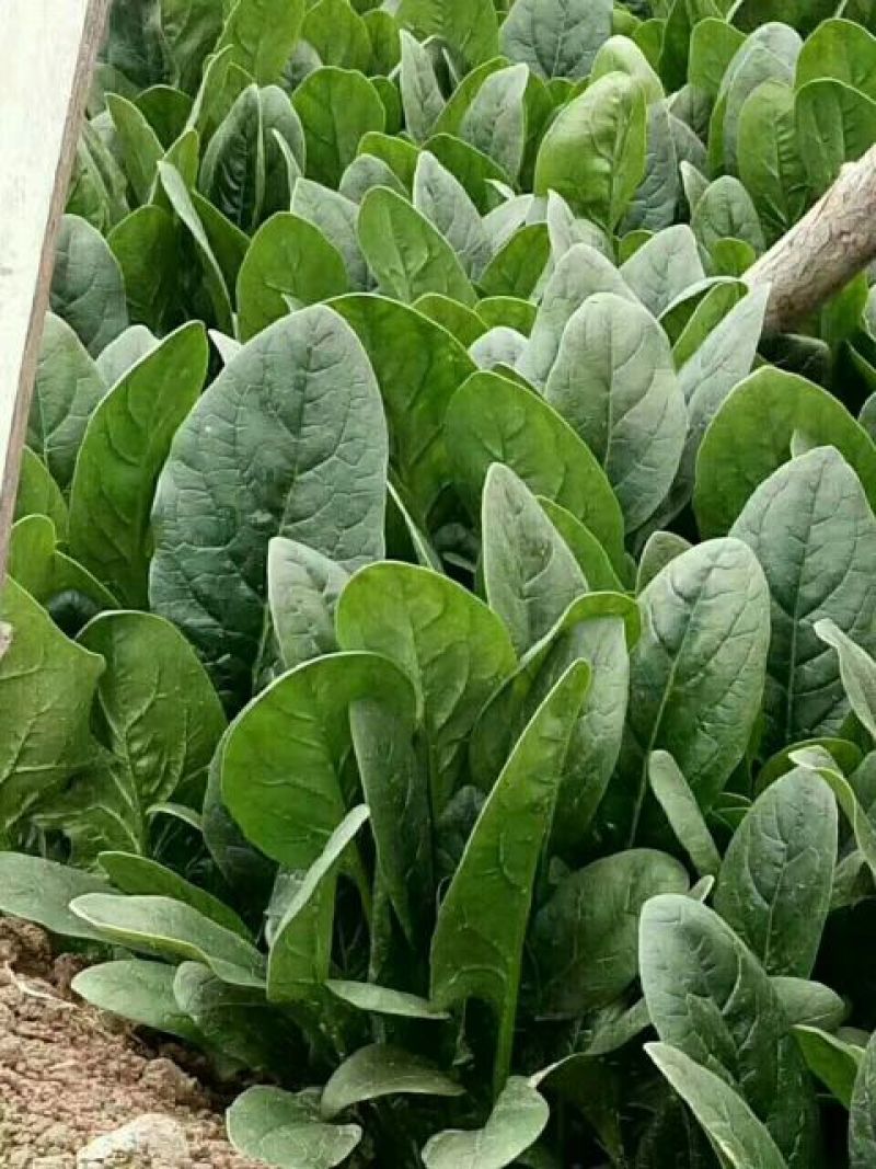 全能菠菜20~25厘米