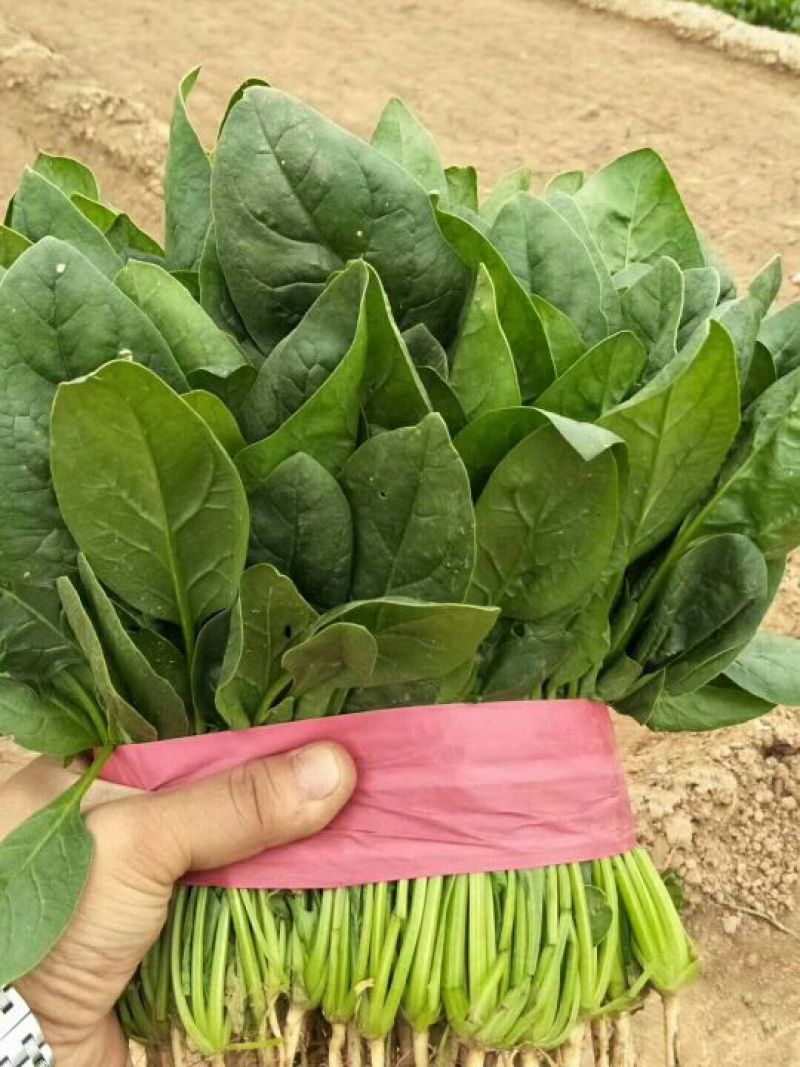 全能菠菜20~25厘米