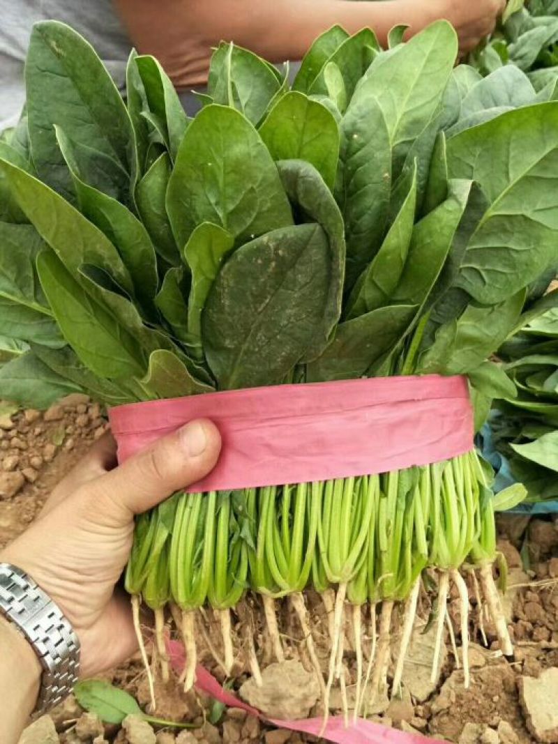 全能菠菜20~25厘米