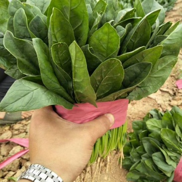 全能菠菜20~25厘米