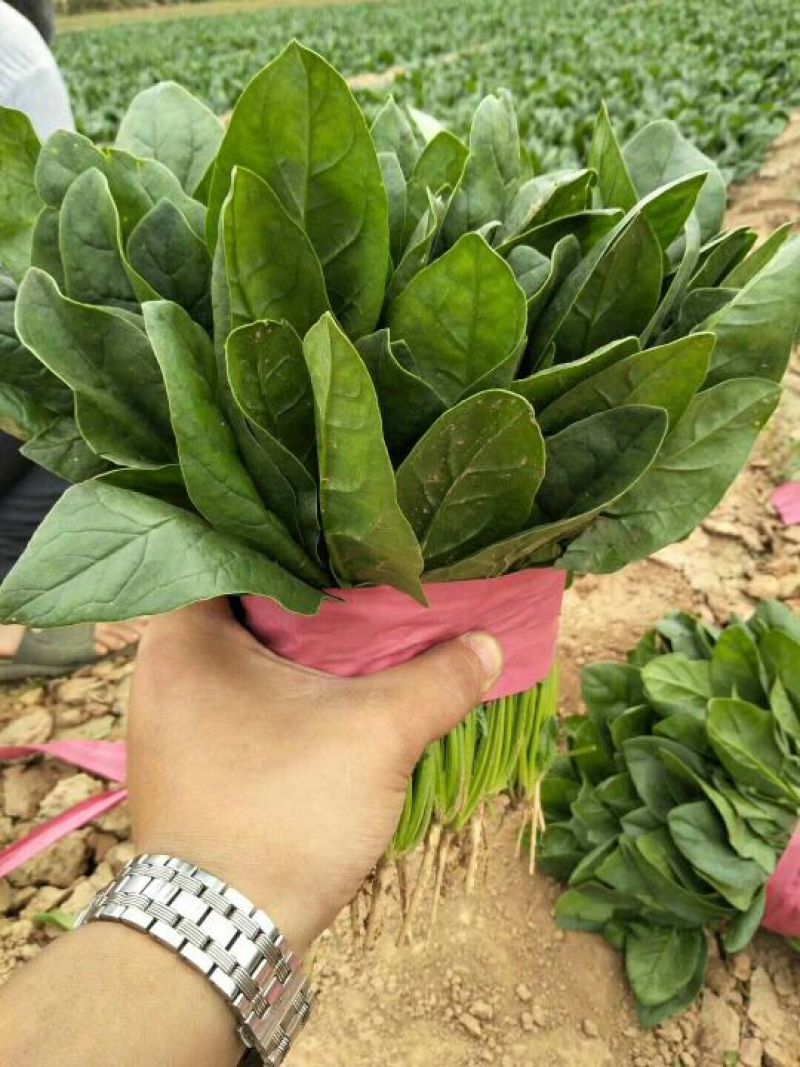 全能菠菜20~25厘米