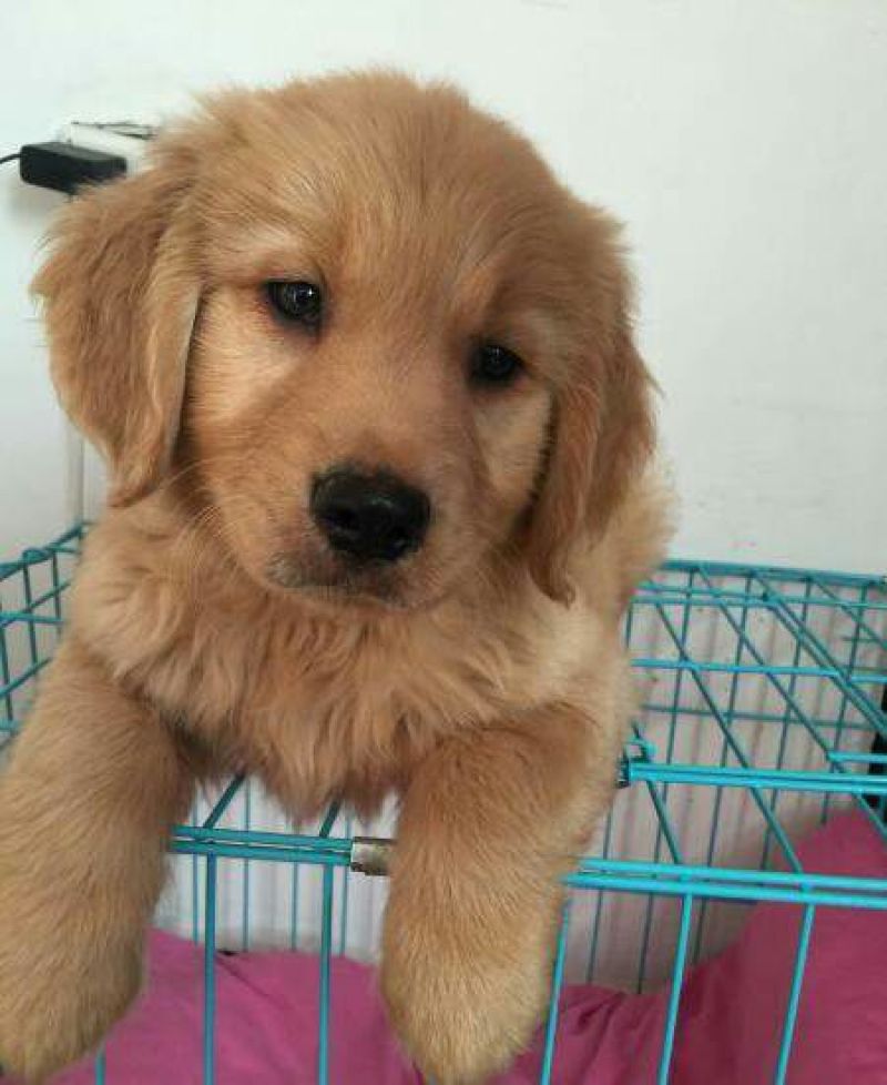 金毛犬母
