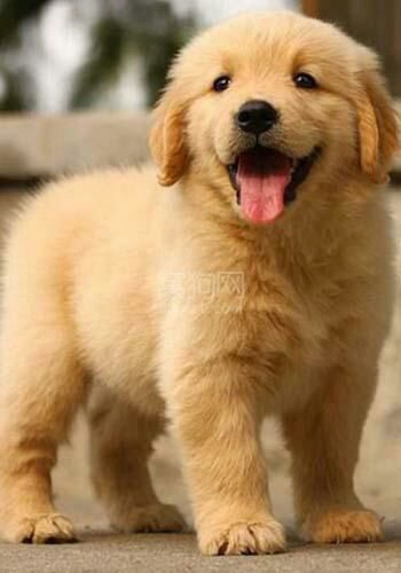 金毛犬母