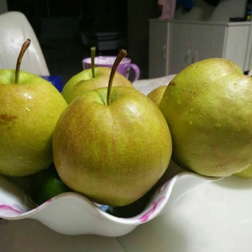 黄土高原隰县玉露香个大皮薄如纸水份足香甜