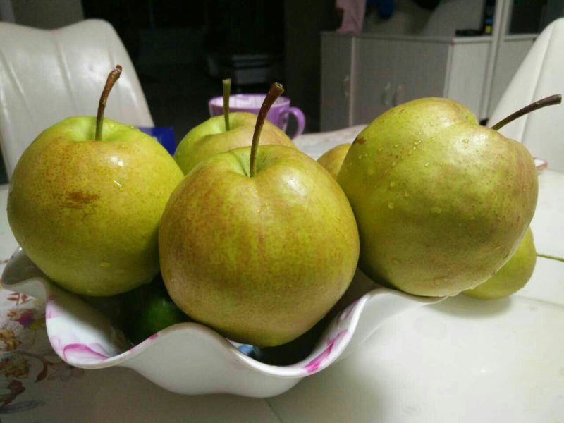 黄土高原隰县玉露香个大皮薄如纸水份足香甜