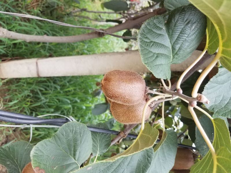 陕西秦岭山优质徐香猕猴桃