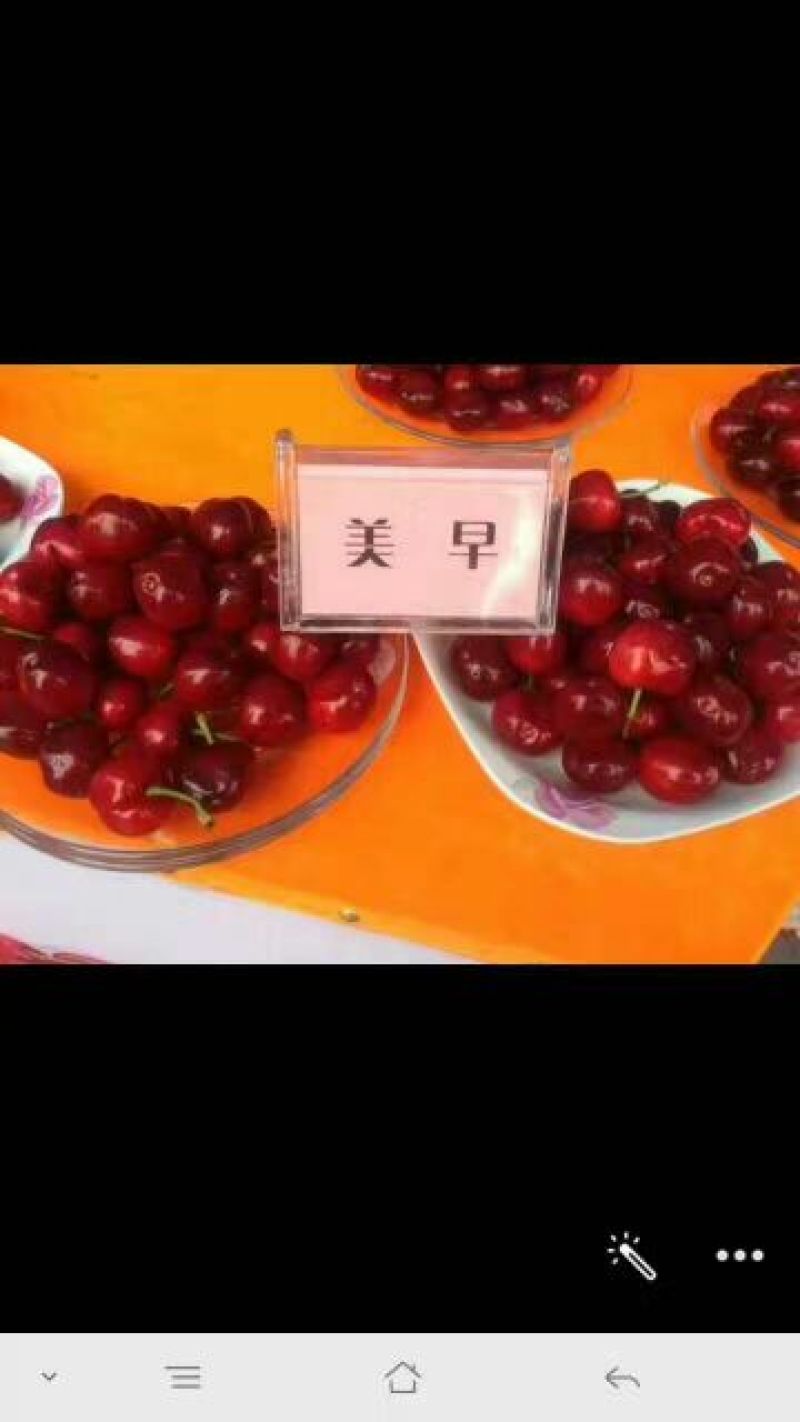 樱桃树10cm以下