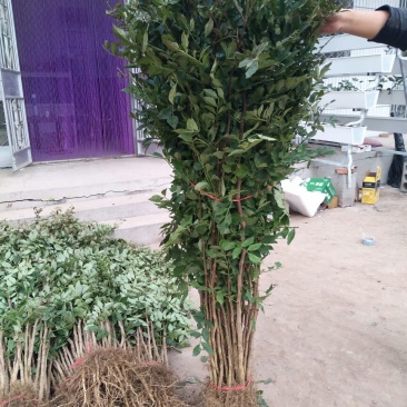 花椒苗1-3年苗大红袍，狮子头，无刺花椒
