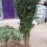 花椒苗1-3年苗大红袍，狮子头，无刺花椒