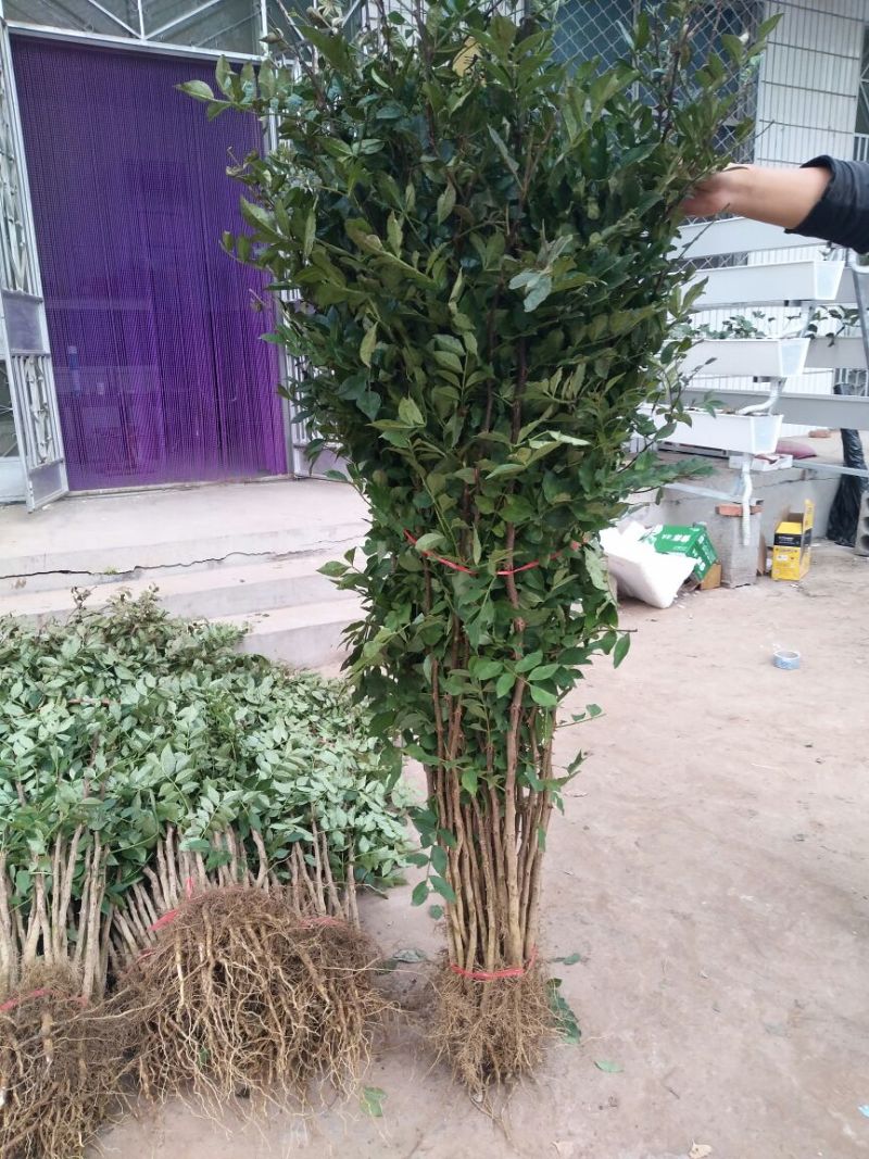花椒苗1-3年苗大红袍，狮子头，无刺花椒