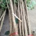 花椒苗1-3年苗大红袍，狮子头，无刺花椒
